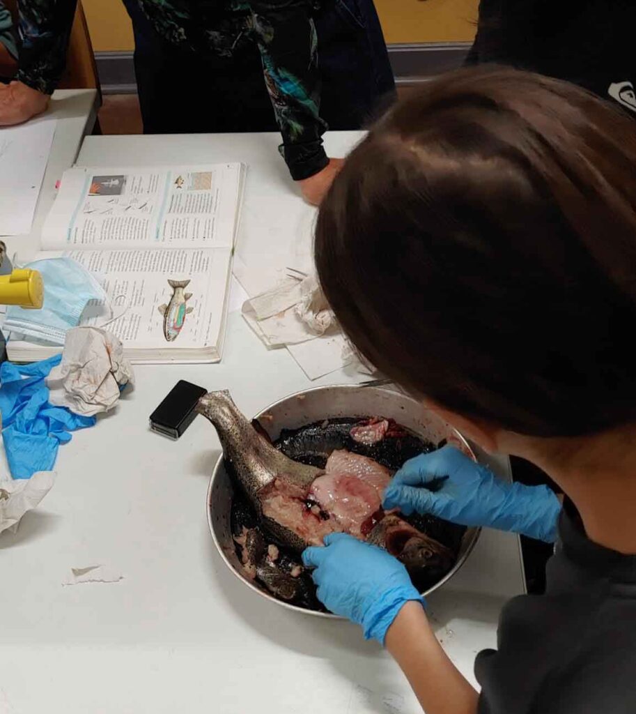 Schülerinnen und Schüler präparieren Forellen