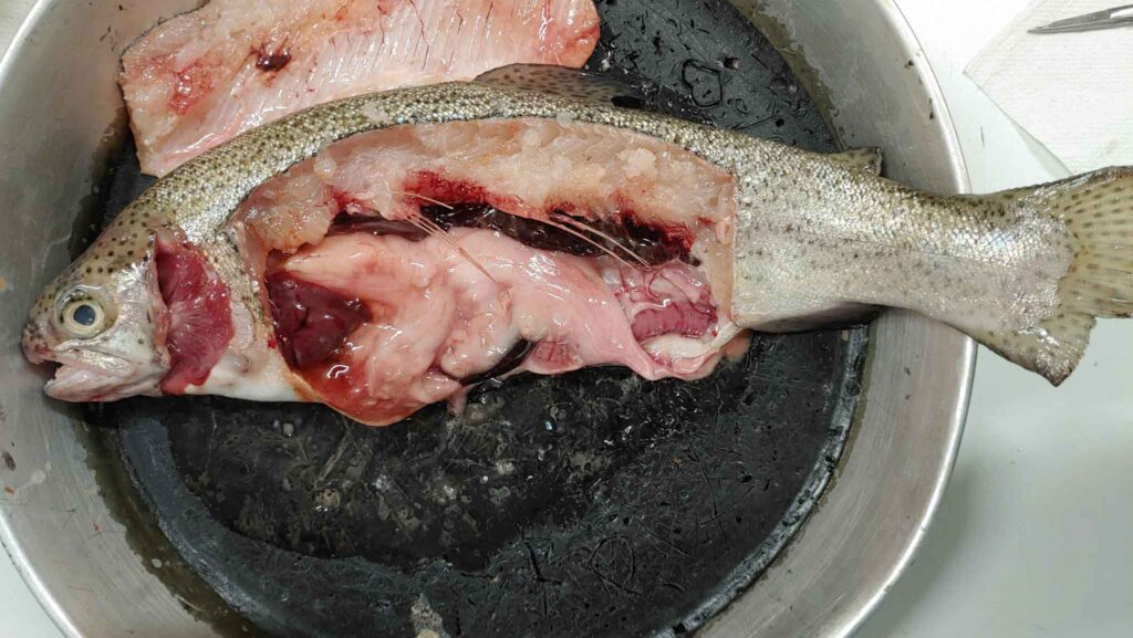 Schülerinnen und Schüler präparieren Forellen